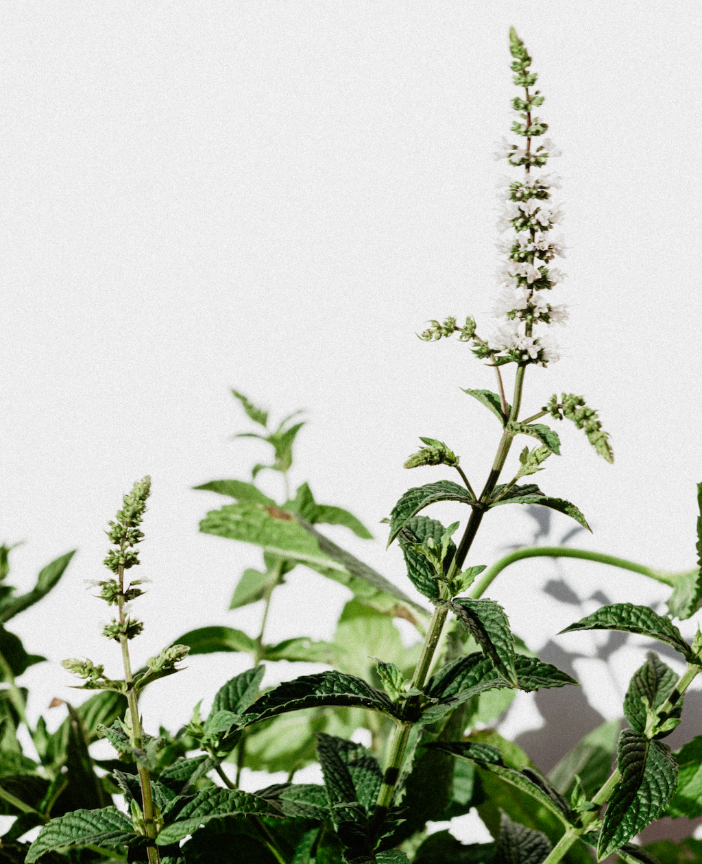 Why Whole-Plant Supplements Matter for Digestion