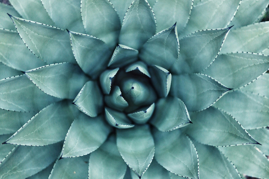 Why Gut Health Is the Foundation of Overall Wellness
